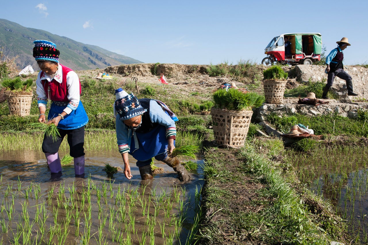 Rice Fields, Yunnan Province, China  2006