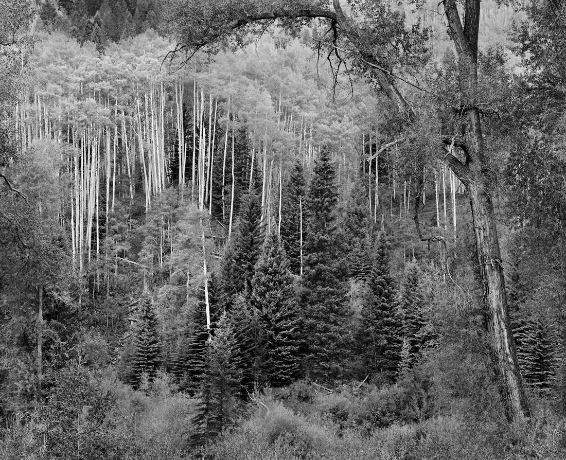 Aspen, Dawn, Castle Creek Canyon, Colorado 1988