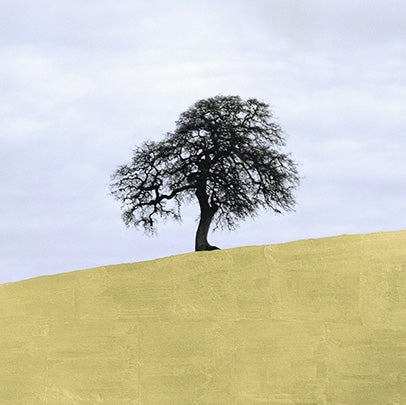 Lone Oak, Central California  2013