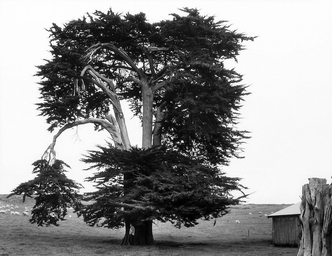 Old Cypress Tree, Marshall, California  2006 Art Rogers (b. 1948) gelatin-silver print Courtesy of the artist L2014.2101.001