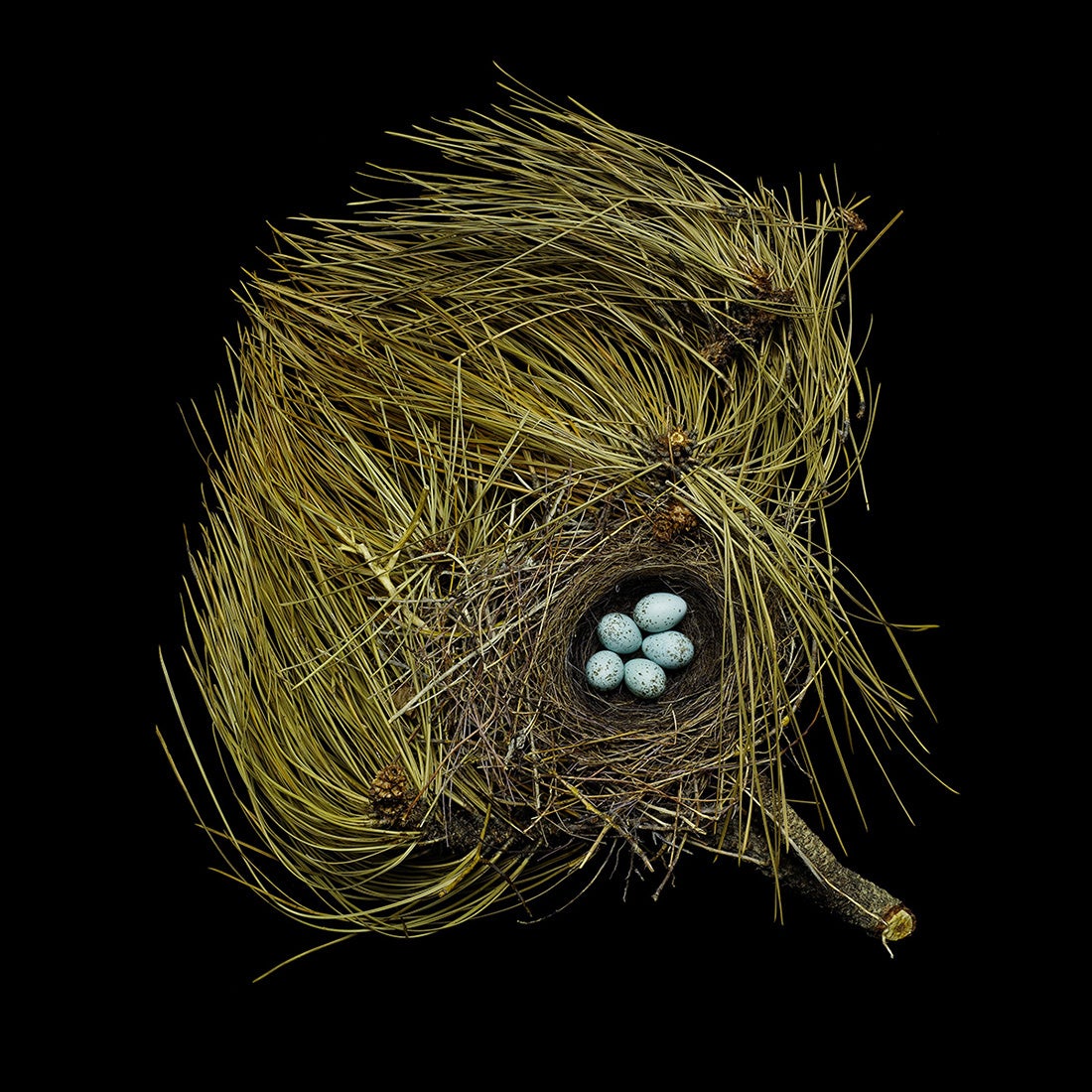 Western Tanager, Piranga ludoviciana  2008