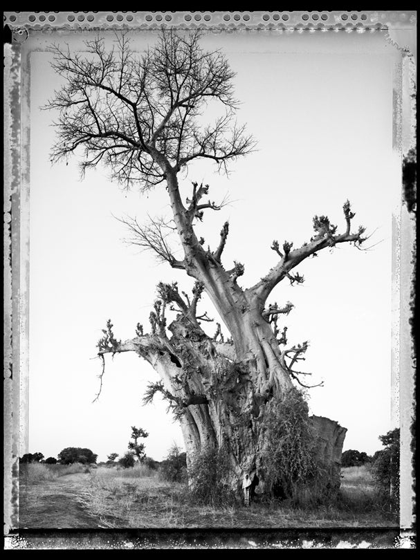 Baobab, Tree of Generations #6, Mali  