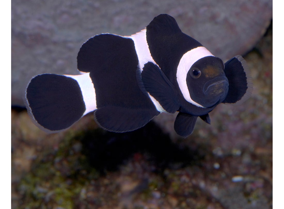 Black-and-white Ocellaris clownfish (Amphiprion ocellaris) Coral Sea  2008