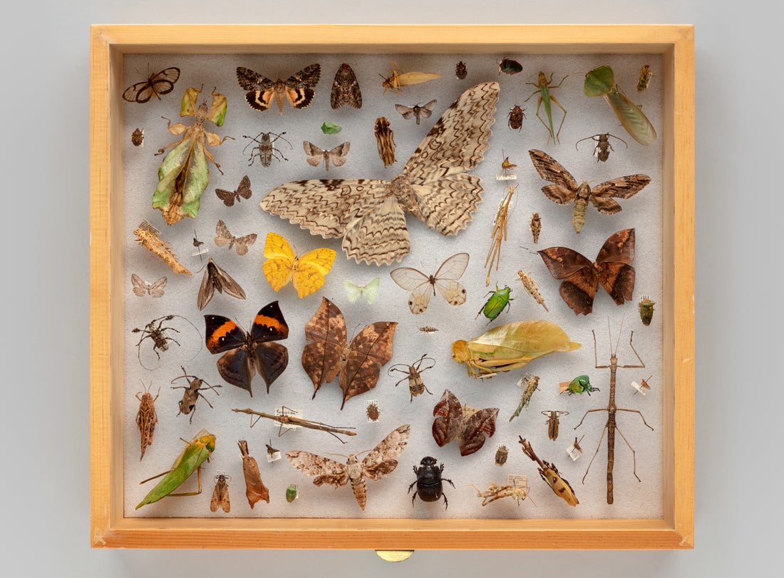 Display drawer of camouflage insect specimens 