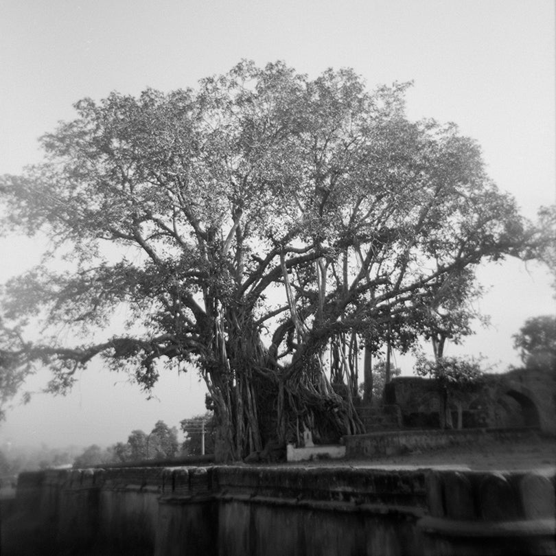 Banyan Tree, from Memories of India  2005