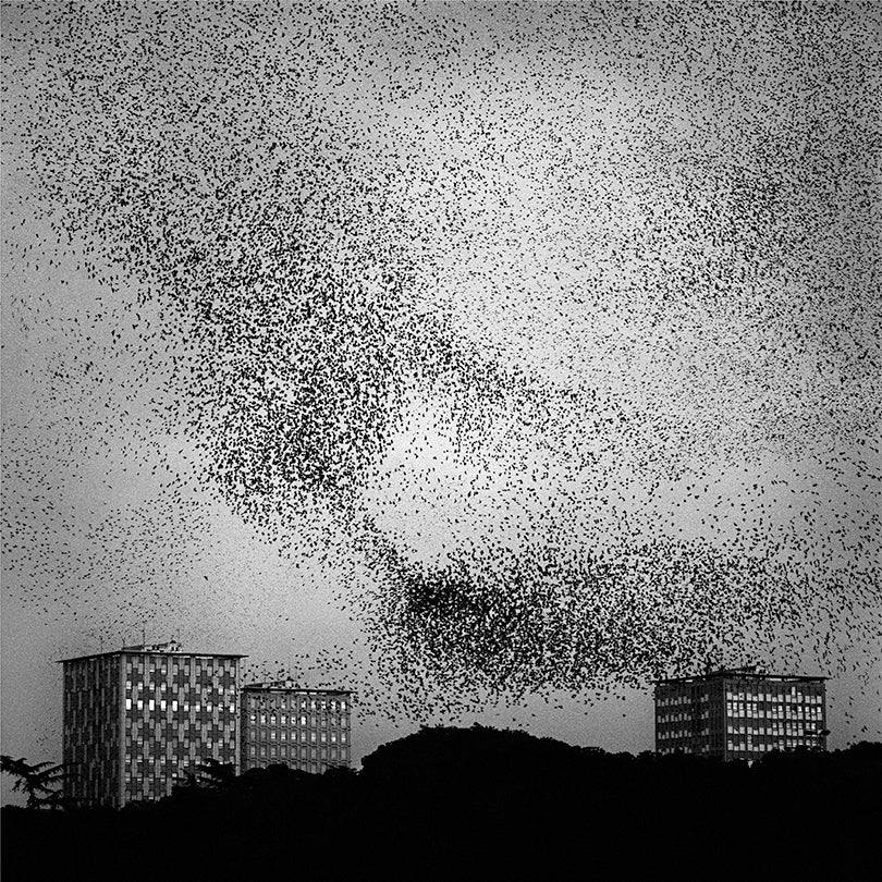 Murmur No. 23  2006