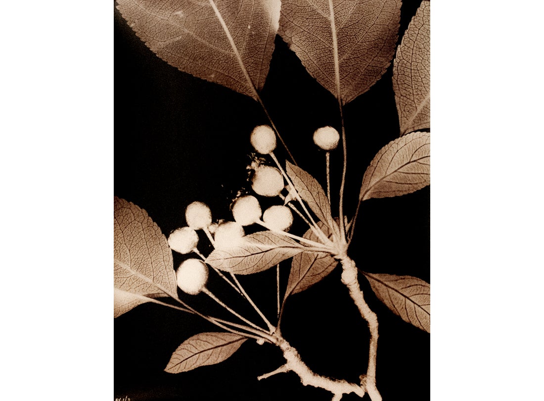 Crabapples, San Francisco Bay Area