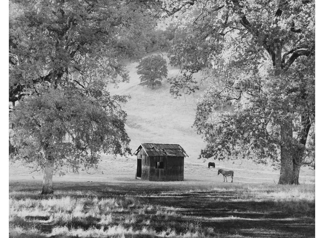 Sheepherder's Cabin, near Ukiah, California 1975