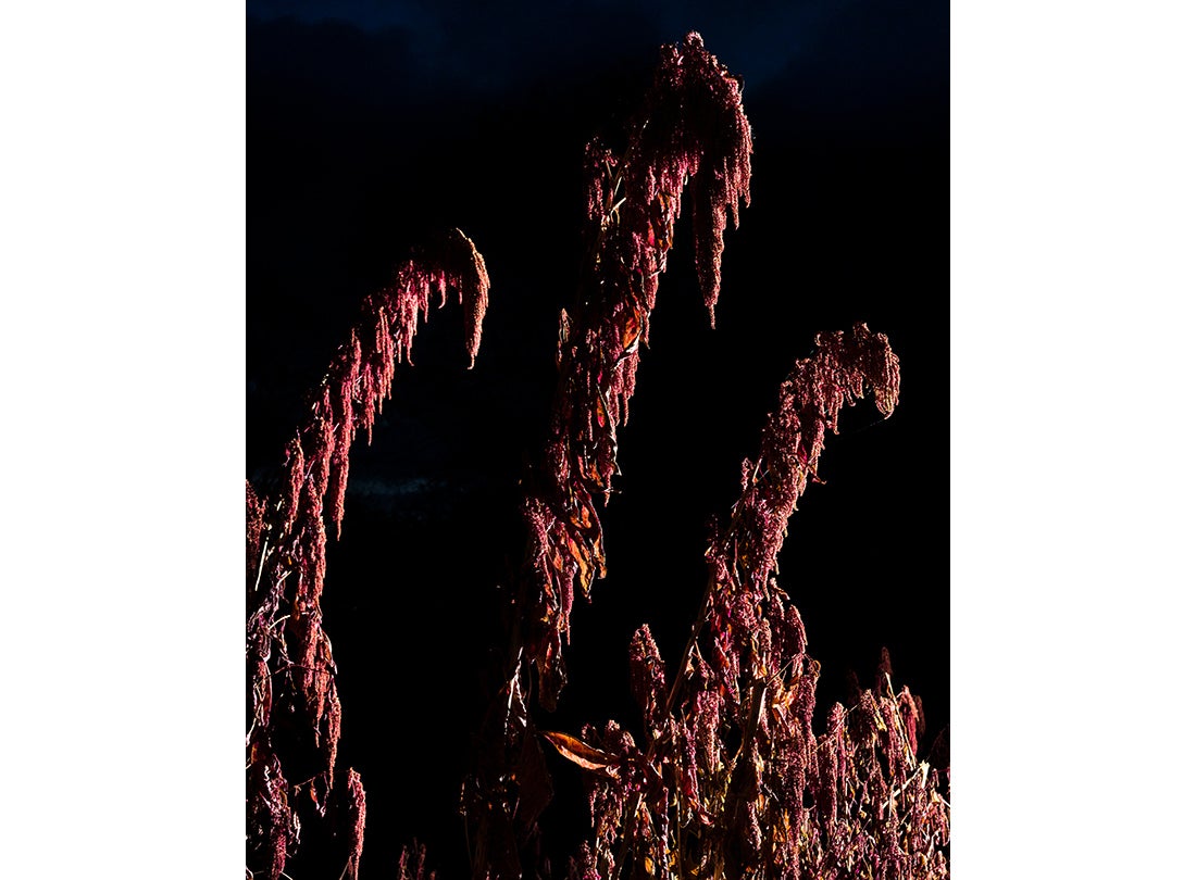 Love Lies Bleeding  2020