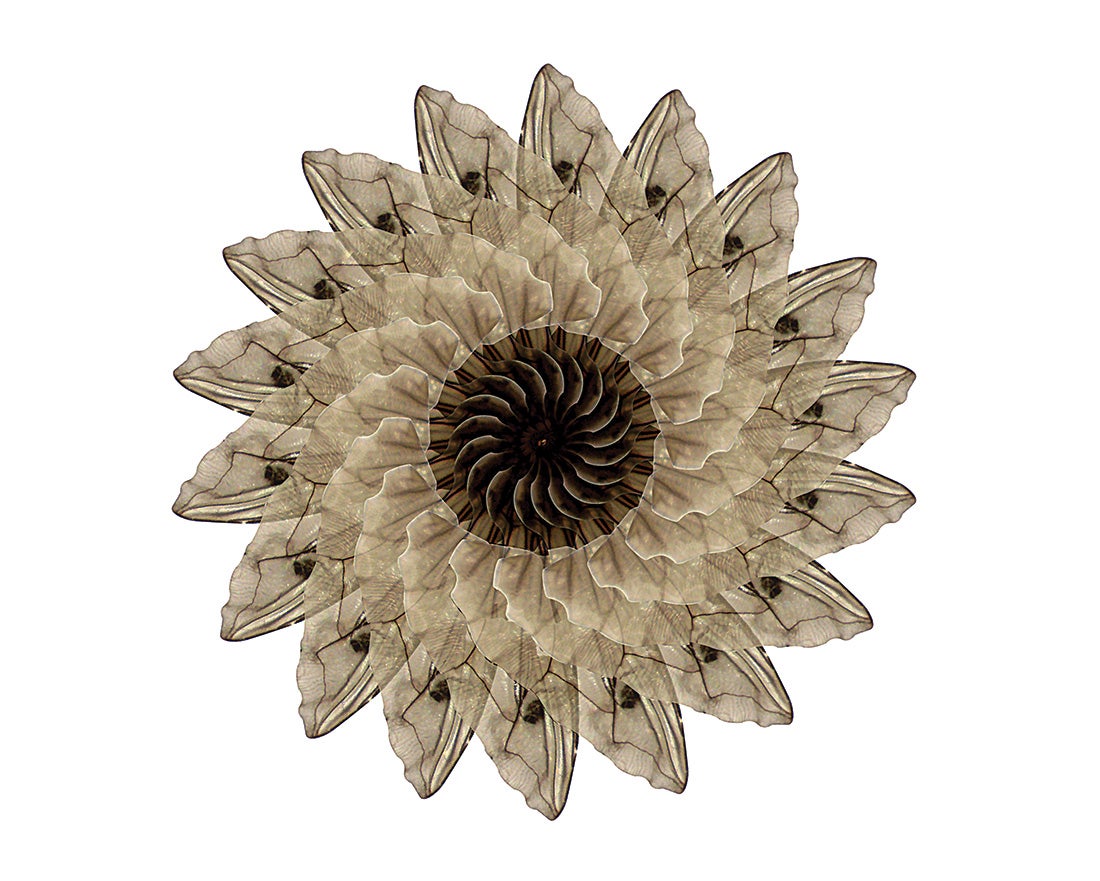 Carlina voluceria  2014