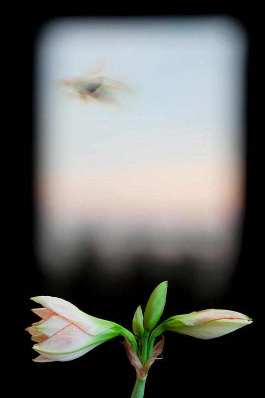 Evergreen Window  2012 Olivia Parker (b. 1941)