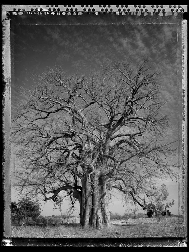 Baobab, Tree of Generations #7, Mali