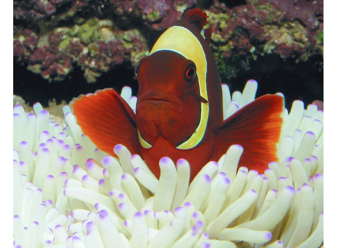 Gold-striped maroon clownfish (Premnas biaculeatus), Solomon Islands  2002