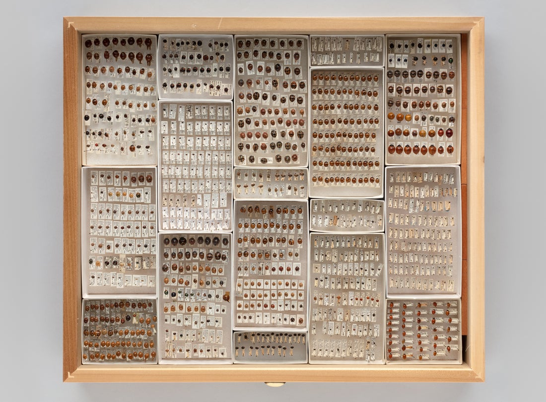 Display drawer of ladybug (Coccinellidae) specimens