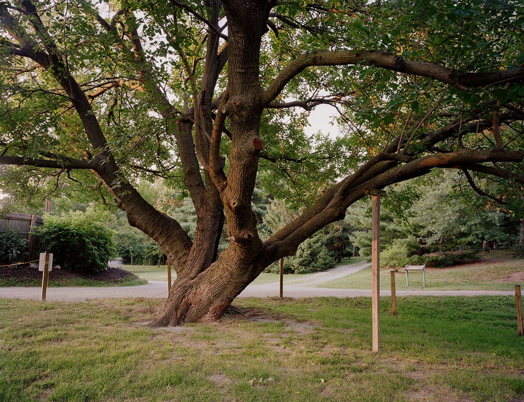 Tree Crutch, Greenbelt, Maryland  2009