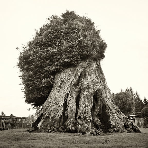 Redwood Stump #2, California 2002