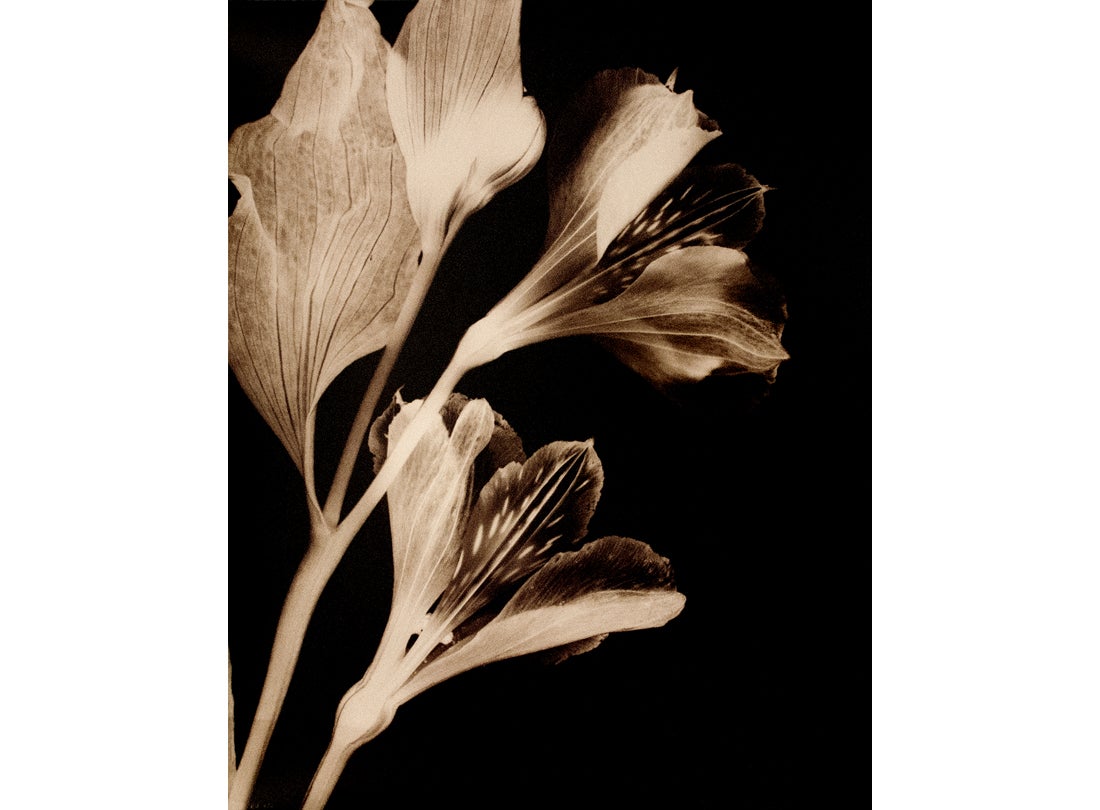 Peruvian Lily II, San Francisco Bay Area 