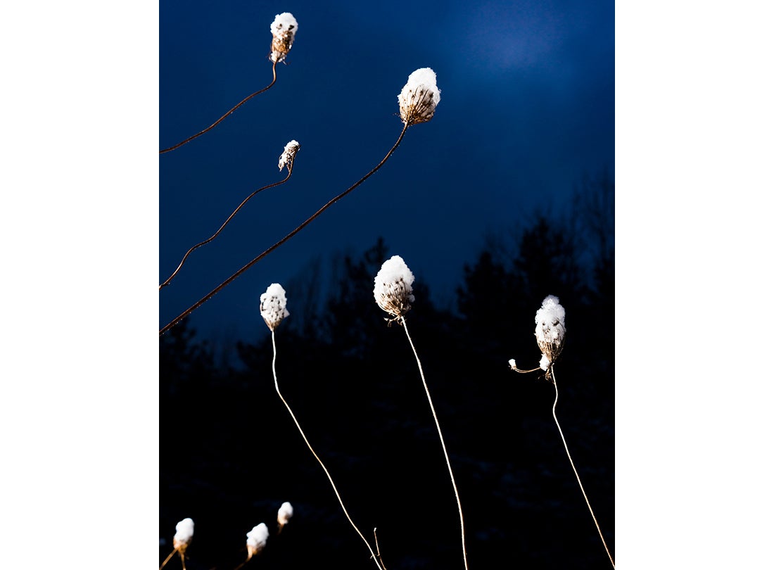 Bishop’s Lace  2020