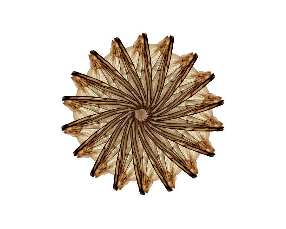 Cynara percolates  2014