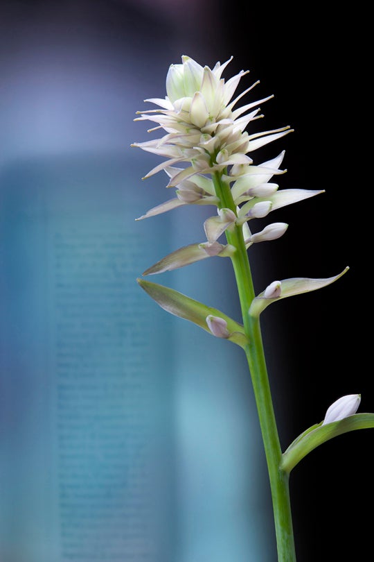 Hosta  2011 Olivia Parker (b. 1941)