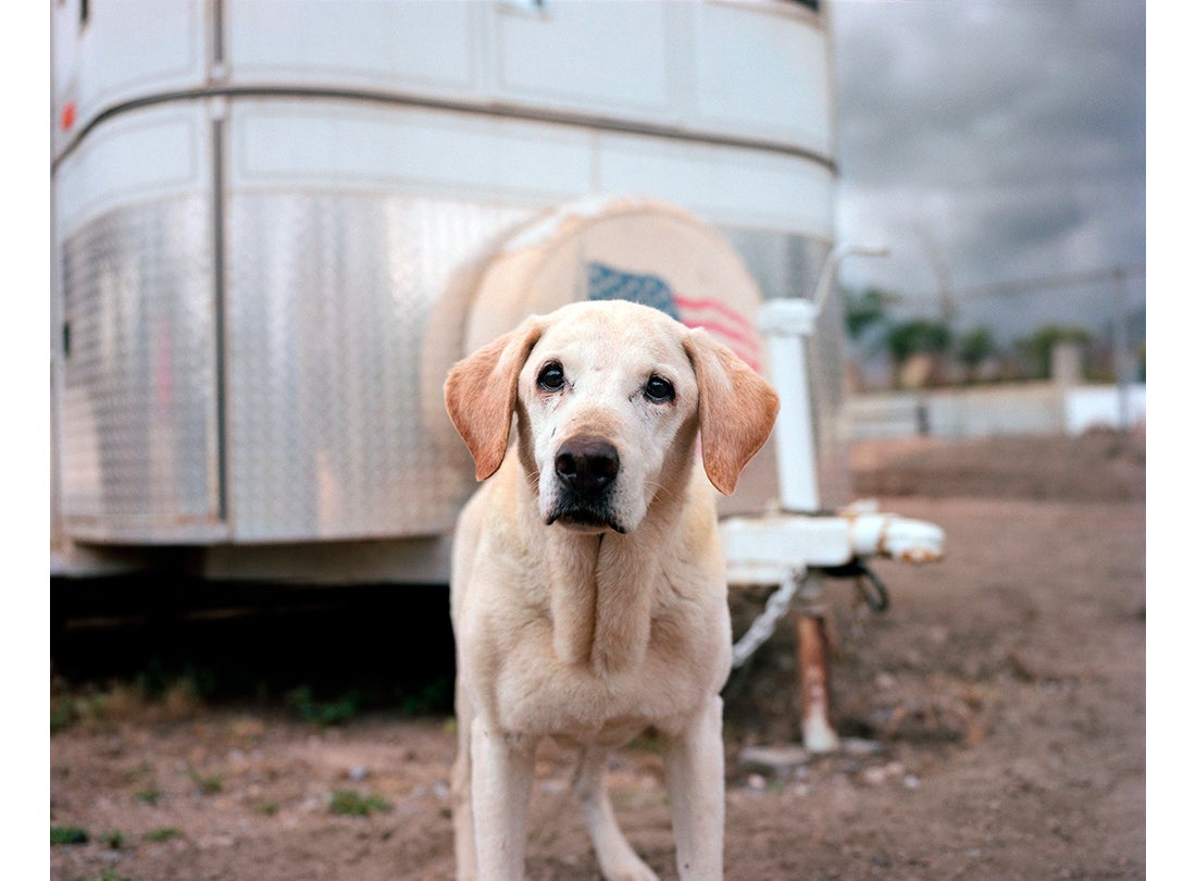 Guinness, age 15, Highland, CA  2011