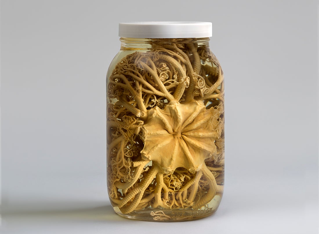 Basket star (Gorgonocephalus eucnemis)