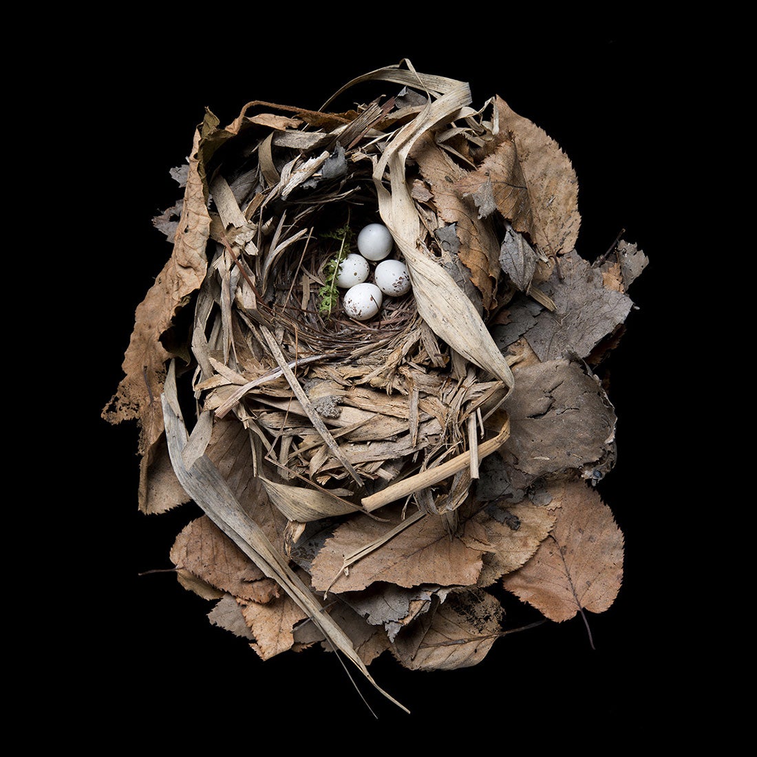 Golden-winged Warbler, Vermivora chrysoptera  2012