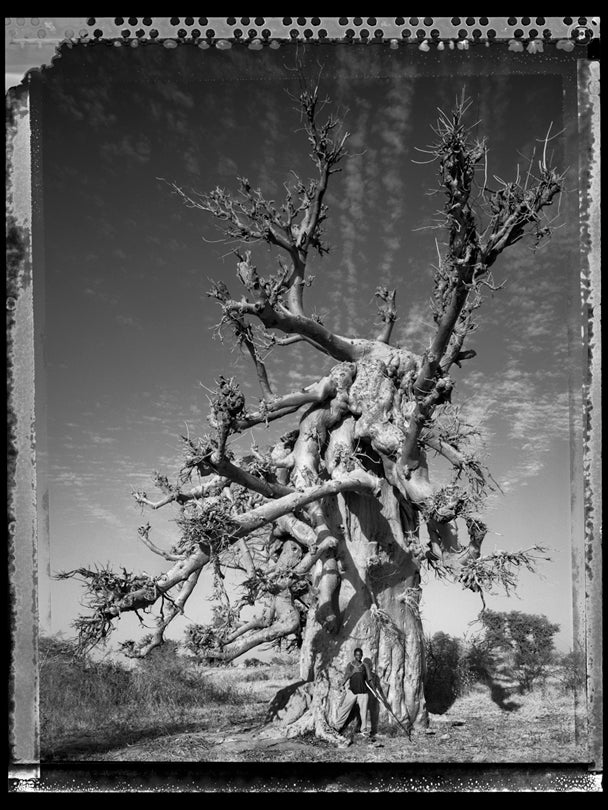 Baobab, Tree of Generations #8, Mali  