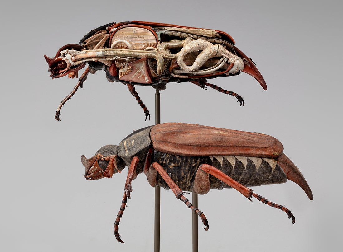 Cockchafer beetle (Melolontha melolontha) model  1881