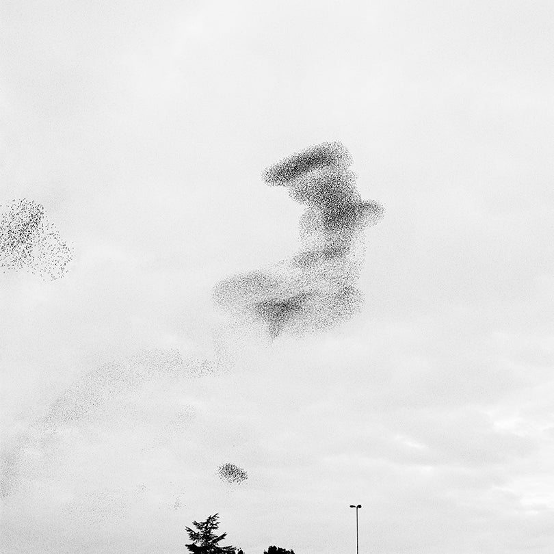 Murmur No. 09  2005