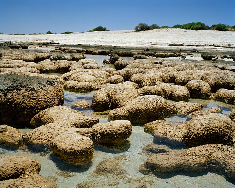Stromatolites #1211-0316 (2,000–3,000 years old; Carbla Station, Western Australia)  2011