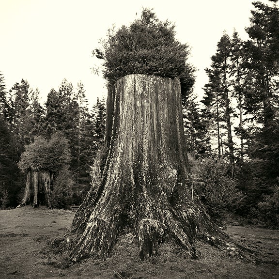Redwood Stump #3, California 2002