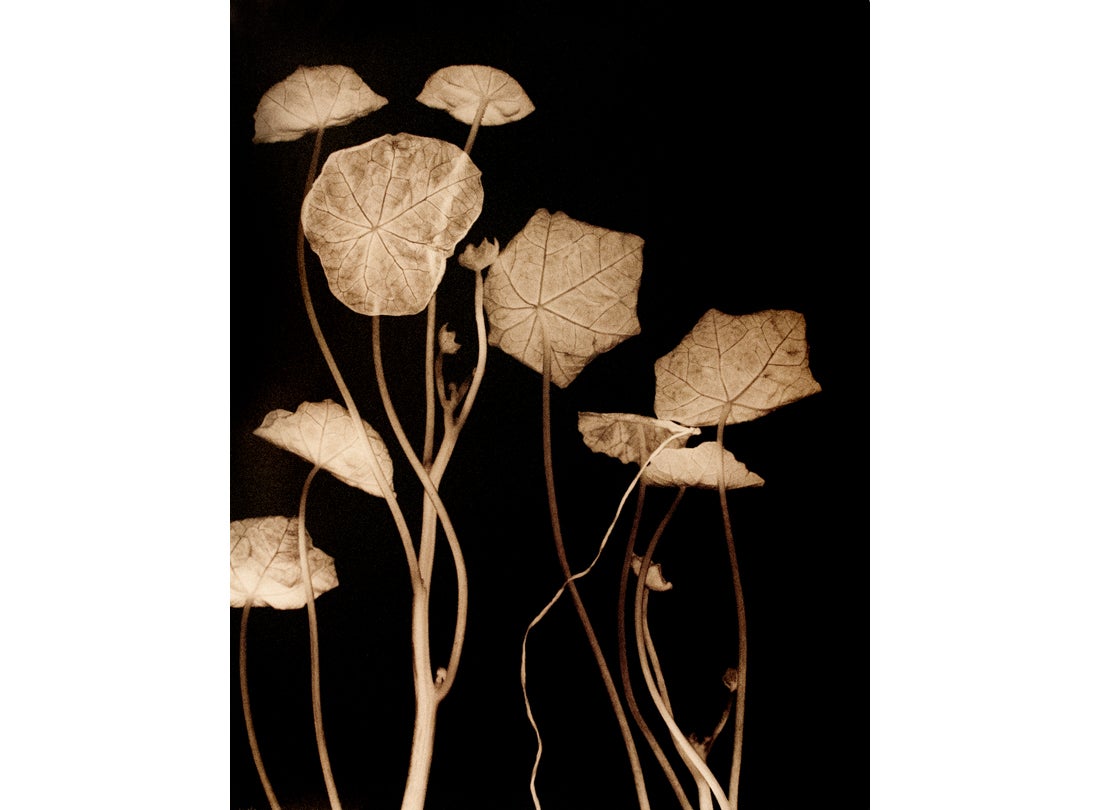 Nasturtium, San Francisco Bay Are