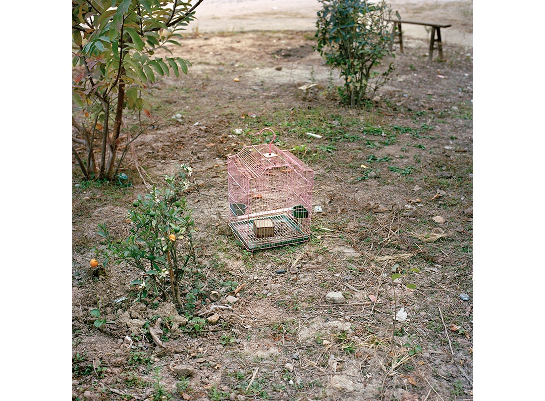 Birdcage in Zhang Dousan’s backyard  2015