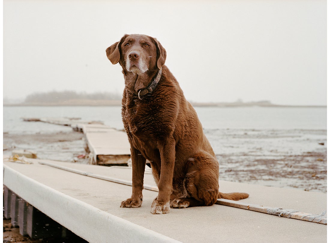 Moxie, age 13, Winthrop, MA  2011