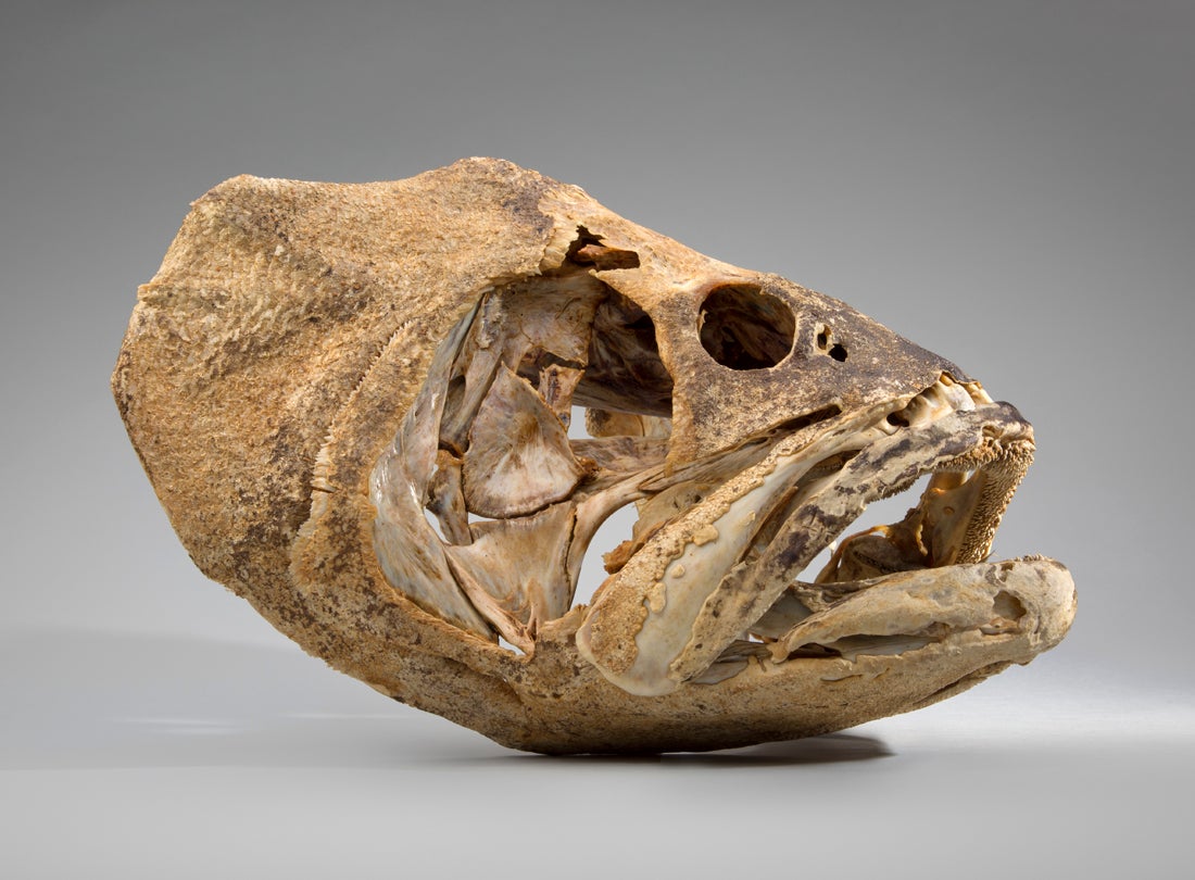 Giant sea bass skull (Stereolepis gigas) 