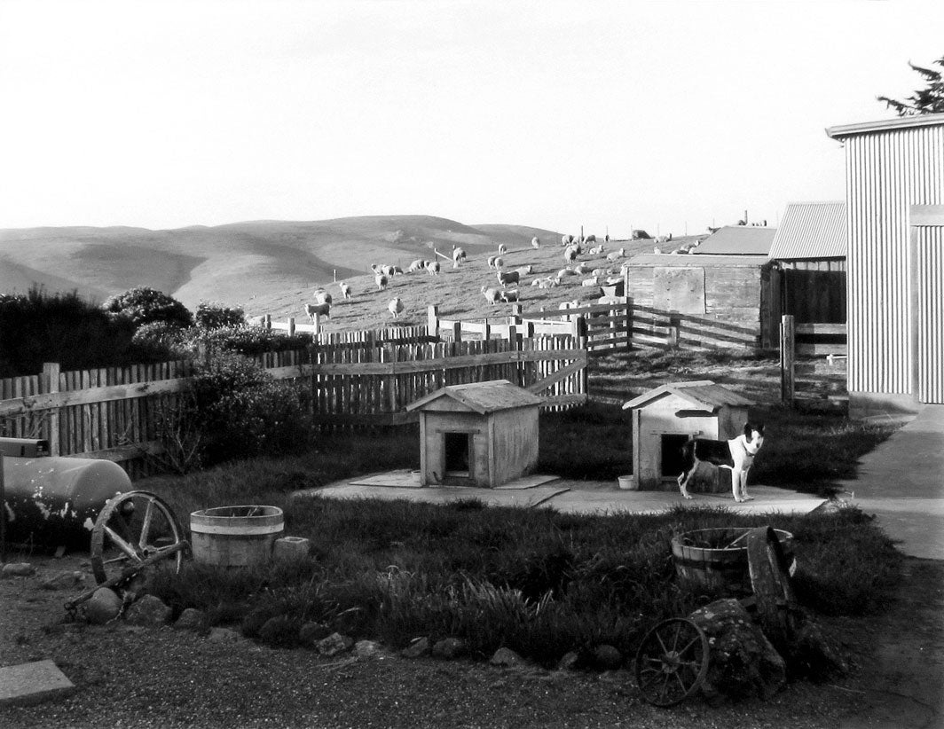 Ranch Dogs at Sunset, Tomales, California  2006 Art Rogers (b. 1948) gelatin-silver print Courtesy of the artist L2014.2101.004