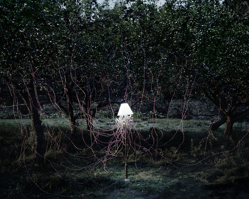 Apple Trees and LEDS  2011