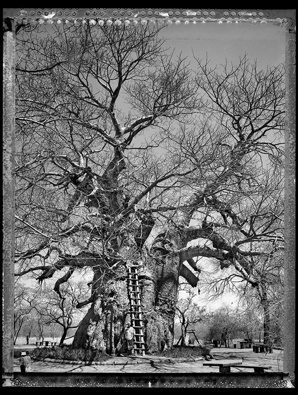 Baobab, Tree of Generations #10, South Africa