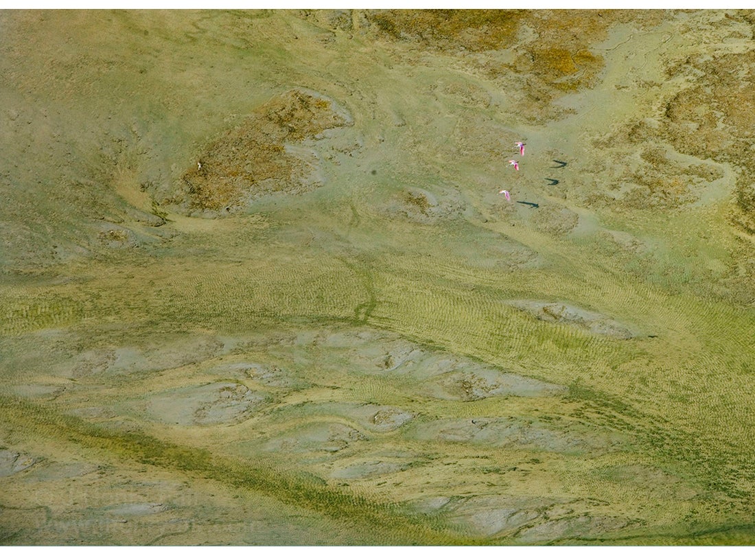 No Safe Landing: Pink roseate spoonbills flying over fertilizer production, Bartow, Florida