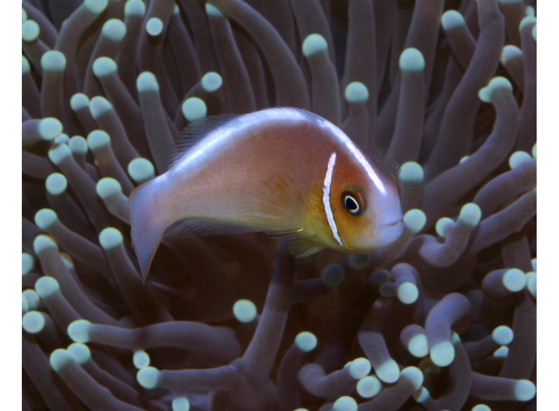 Pink-skunk clownfish (Amphiprion perideraion), Indo-Pacific  2002