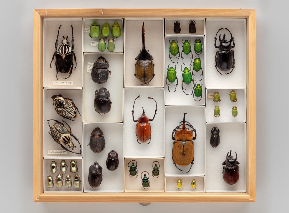 Display drawer of scarab beetle (Scarabaeidae) specimens