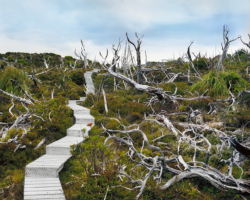 Dead Huan Pine adjacent to living population segment #1211–3609 (10,500 years old; Mount Read, Tasmania) 2011