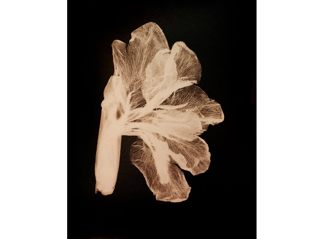 Gladiola, San Francisco Bay Area