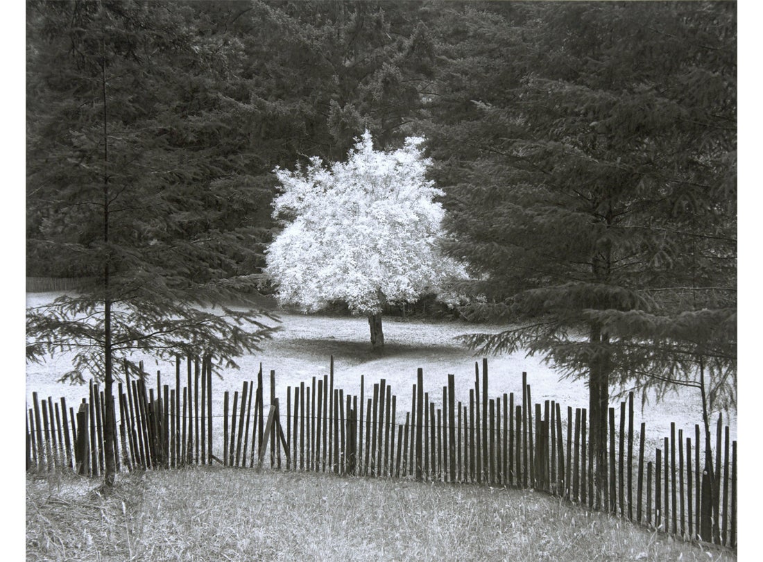 Homestead Apple Tree, Jackson State Forest, Mendocino County, California 1999