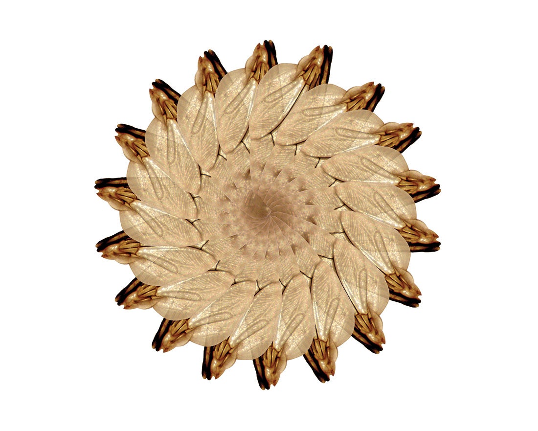 Helianthus boluceris  2014