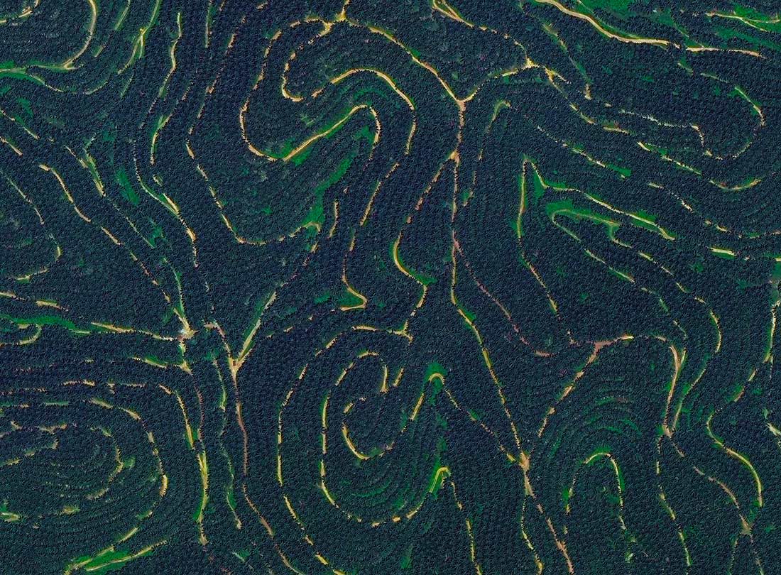 Palm Tree Plantation, Kuala Lumpur, Malaysia  2015