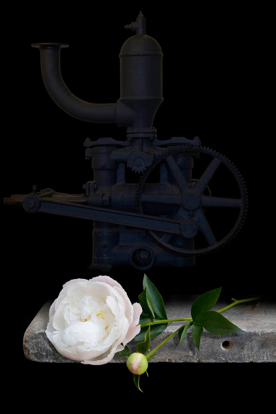 Peony Plus  2010 Olivia Parker (b. 1941)