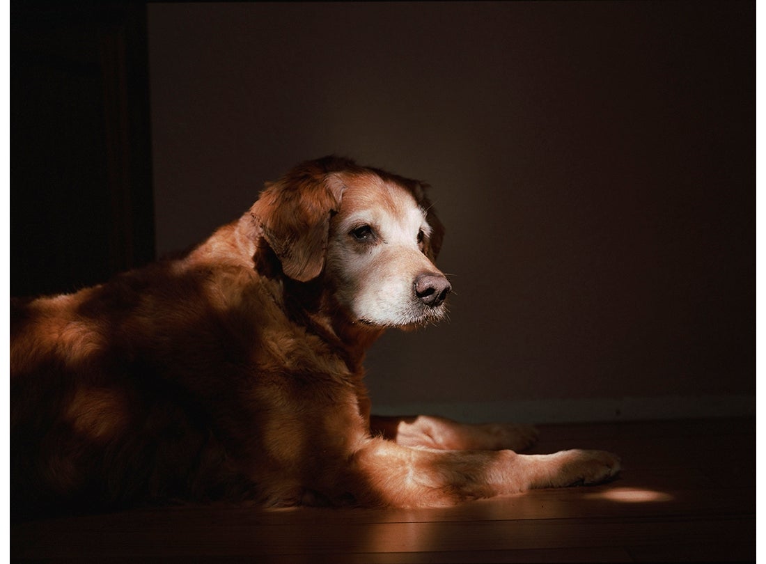 Orion, age 13, Vacaville, CA  2011