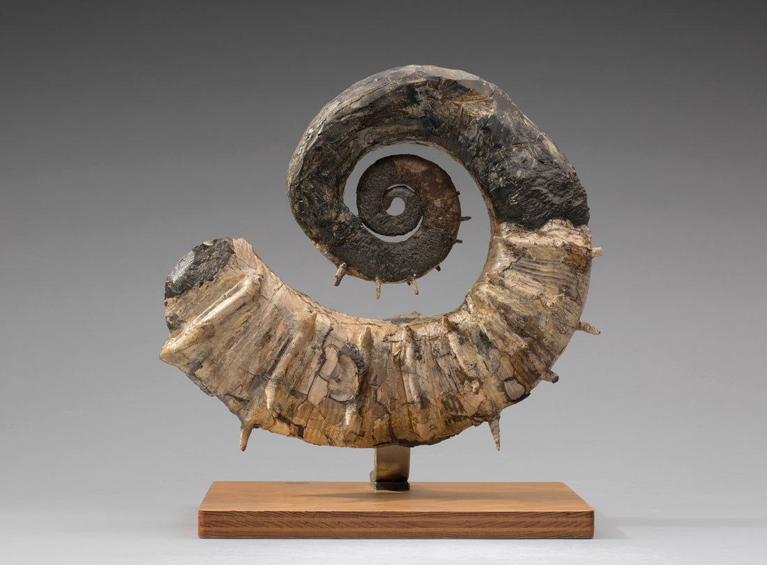 Heteromorph ammonite (Crioceratites latum)